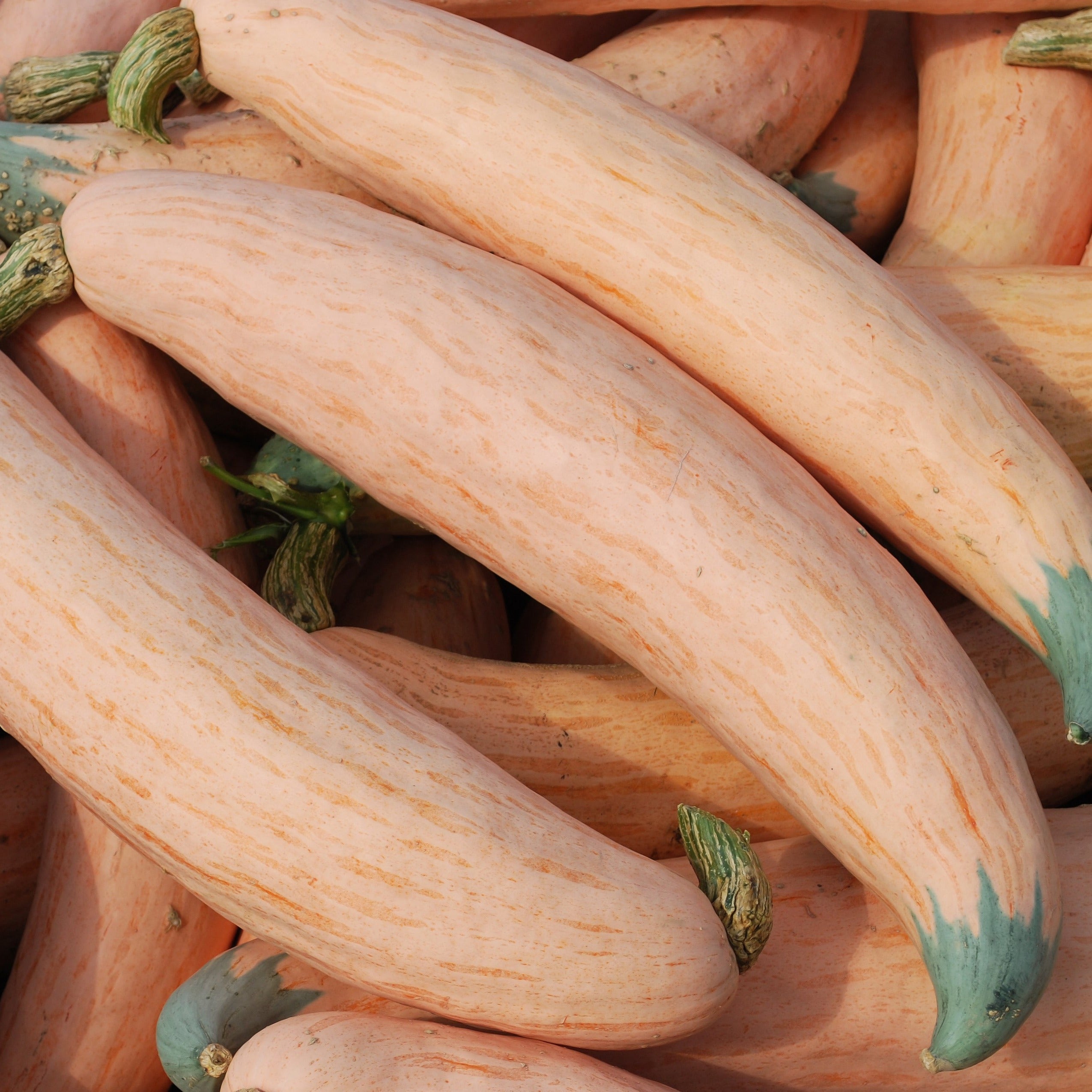 North Georgia Candy Roaster Squash - Team Grow