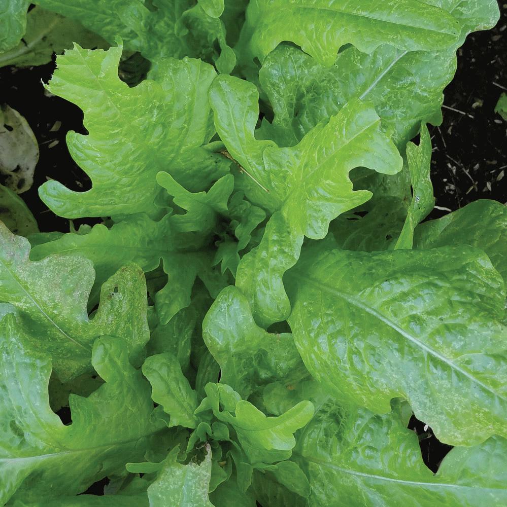 Oakleaf Lettuce - Team Grow
