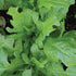 Oakleaf Lettuce - Team Grow