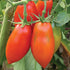 Opalka Tomato - Team Grow