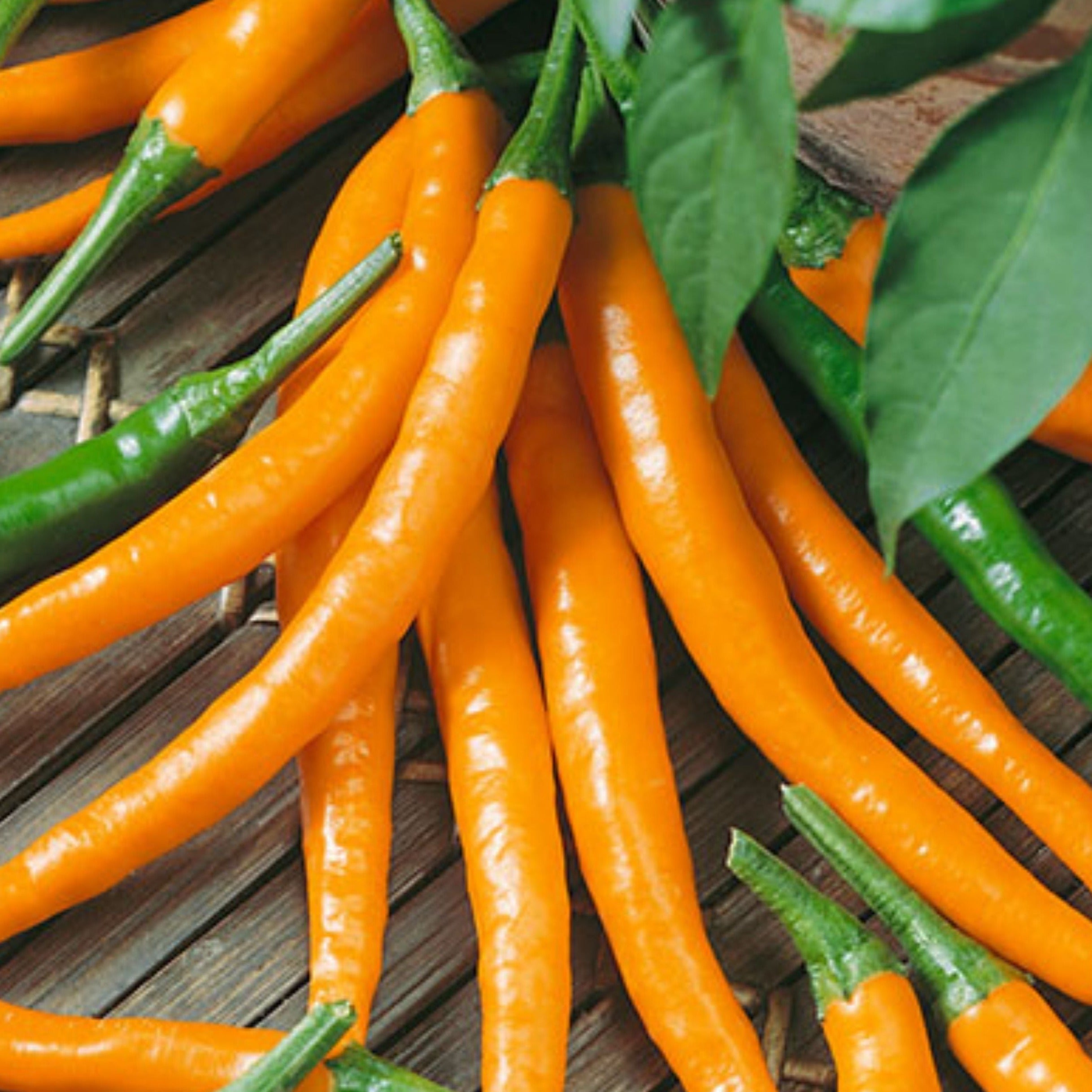 Orange Cayenne Pepper - Team Grow