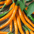 Orange Cayenne Pepper - Team Grow