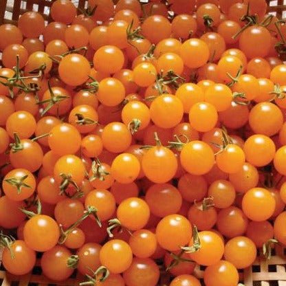 Orange Currant Tomato - Team Grow