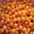 Orange Currant Tomato - Team Grow