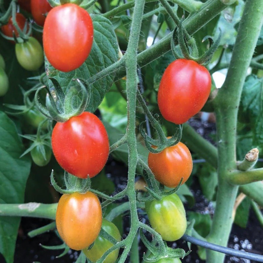 Orange Roussollini Tomato - Team Grow