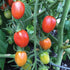 Orange Roussollini Tomato - Team Grow