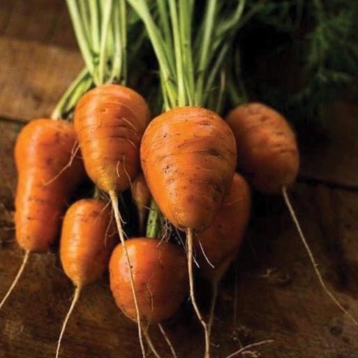 Oxheart Carrot - Team Grow