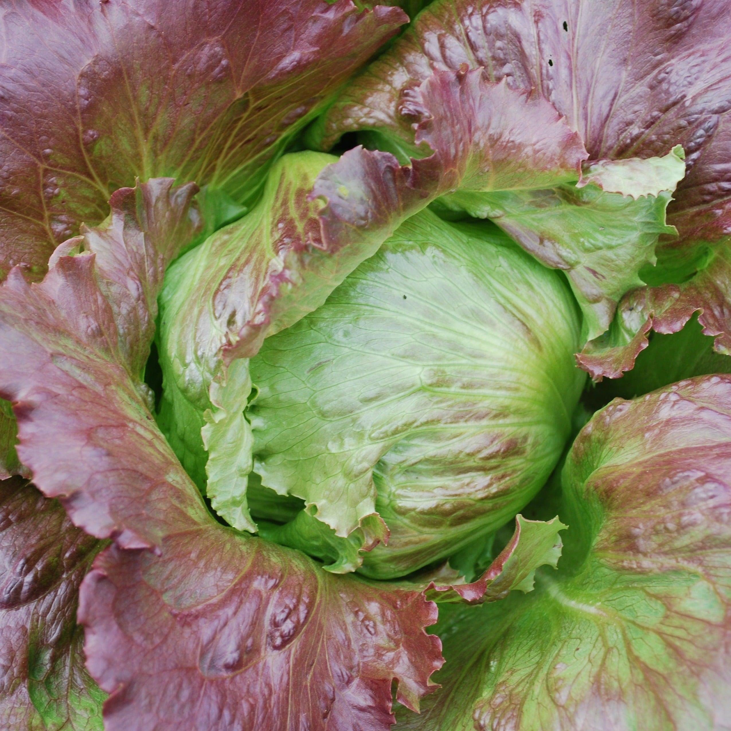 Pablo Lettuce - Team Grow
