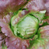 Pablo Lettuce - Team Grow