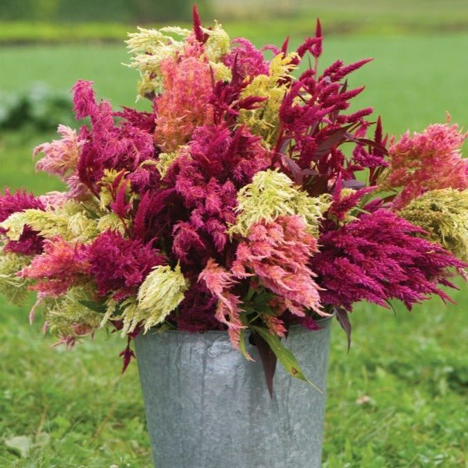 Pampas Plume Celosia - Team Grow