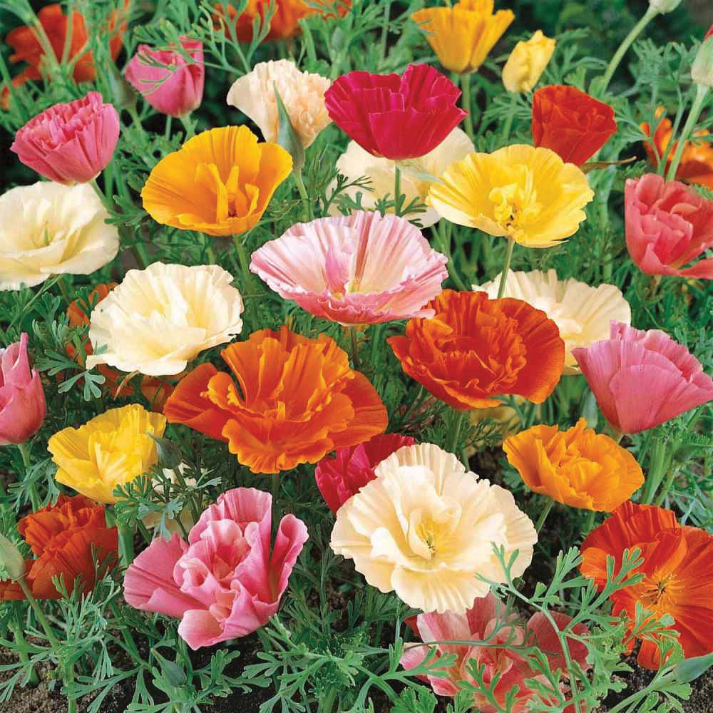 Papaver Poppy Mix - Team Grow