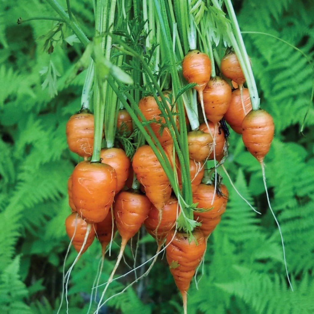 Parisian Carrot - Team Grow