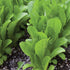 Parris Island Cos Romaine Lettuce - Team Grow