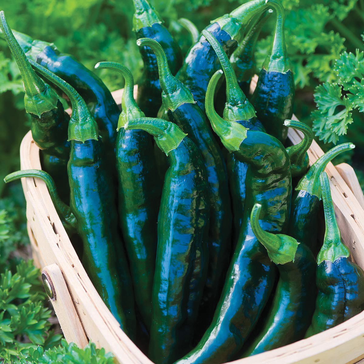 Pasilla Bajio Pepper - Team Grow