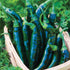 Pasilla Bajio Pepper - Team Grow