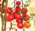 Peace Vine Cherry Tomato - Team Grow