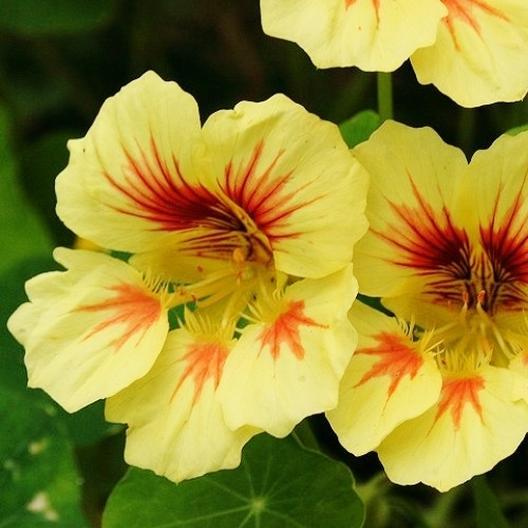 Peach Melba Nasturtium - Team Grow