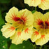 Peach Melba Nasturtium - Team Grow