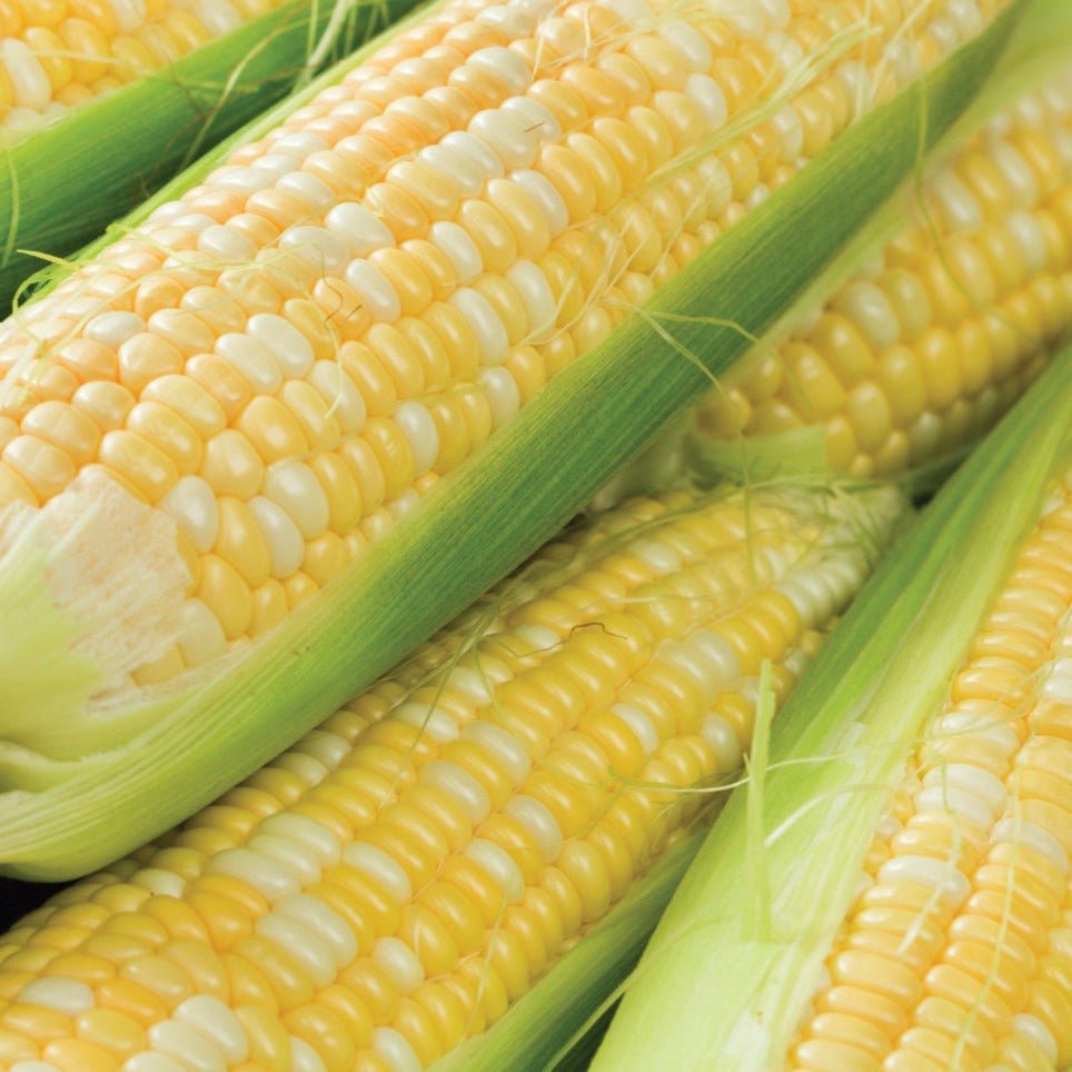 Peaches and Cream Sweet Corn - Team Grow
