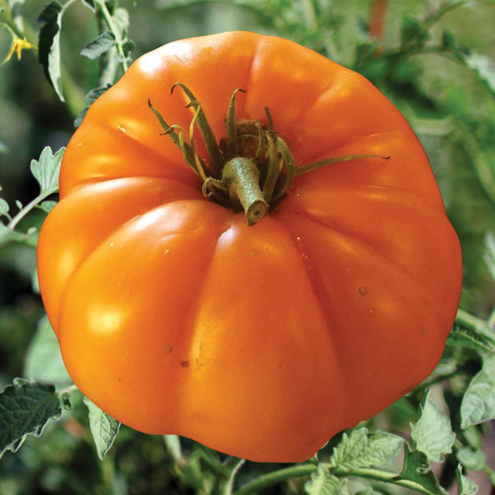 Persimmon Tomato - Team Grow
