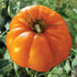 Persimmon Tomato - Team Grow