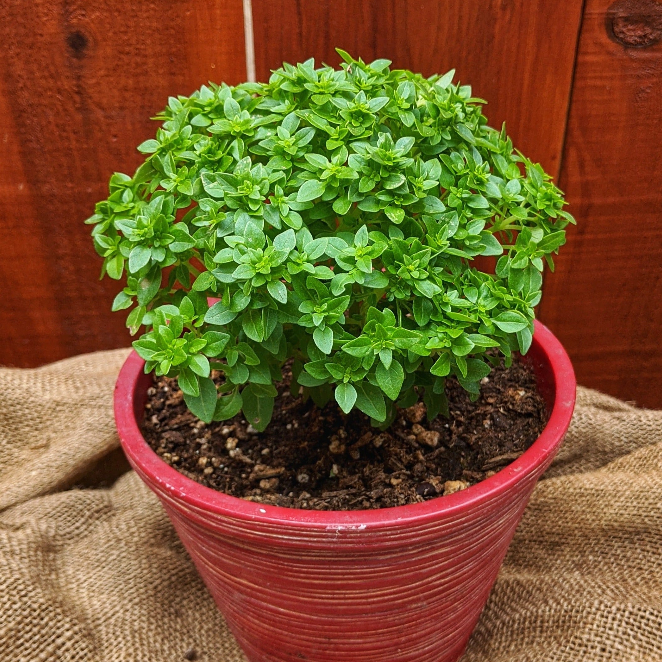 Piccolino Basil - Team Grow