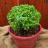 Piccolino Basil - Team Grow