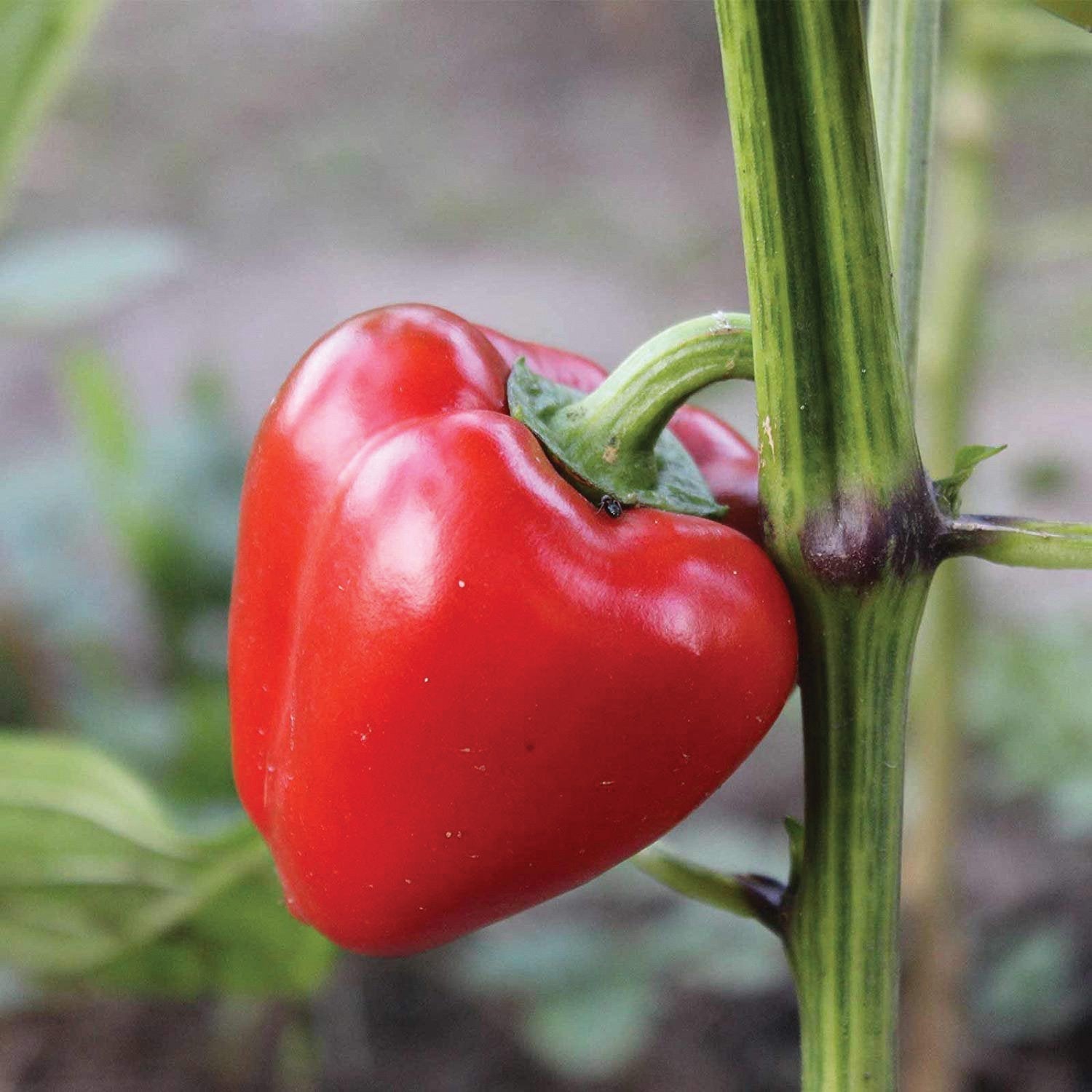 Pimento L Pepper - Team Grow