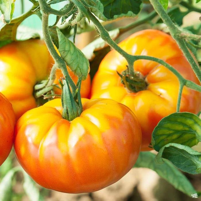 Pineapple Tomato - Team Grow