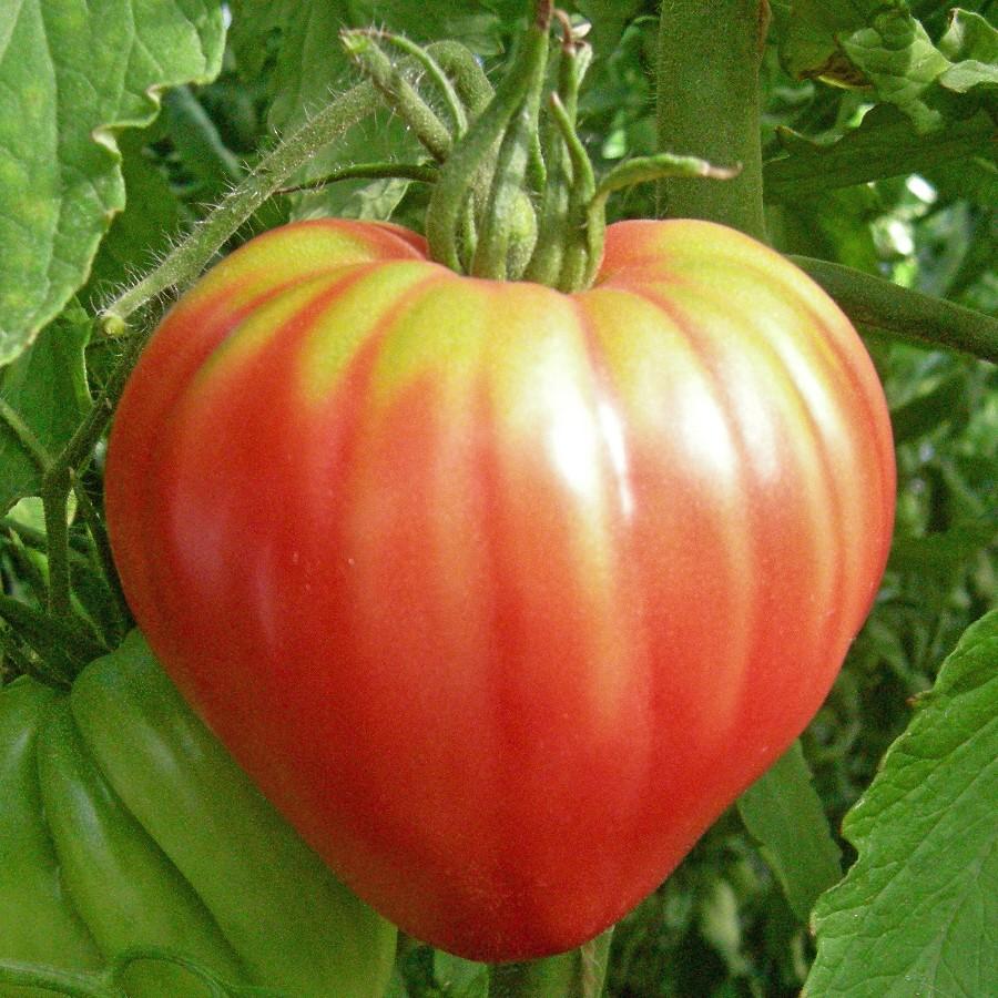 Pink Oxheart Tomato - Team Grow