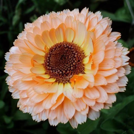 Pink Surprise Calendula - Team Grow
