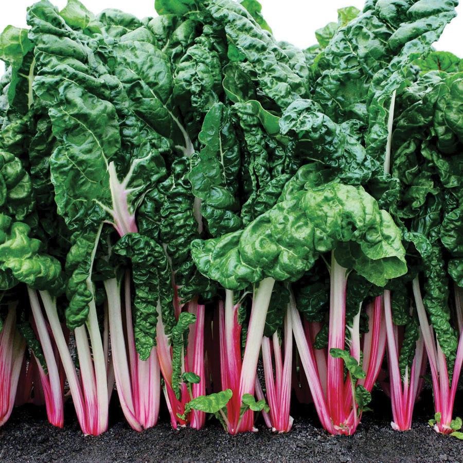 Pink Swiss Chard - Team Grow