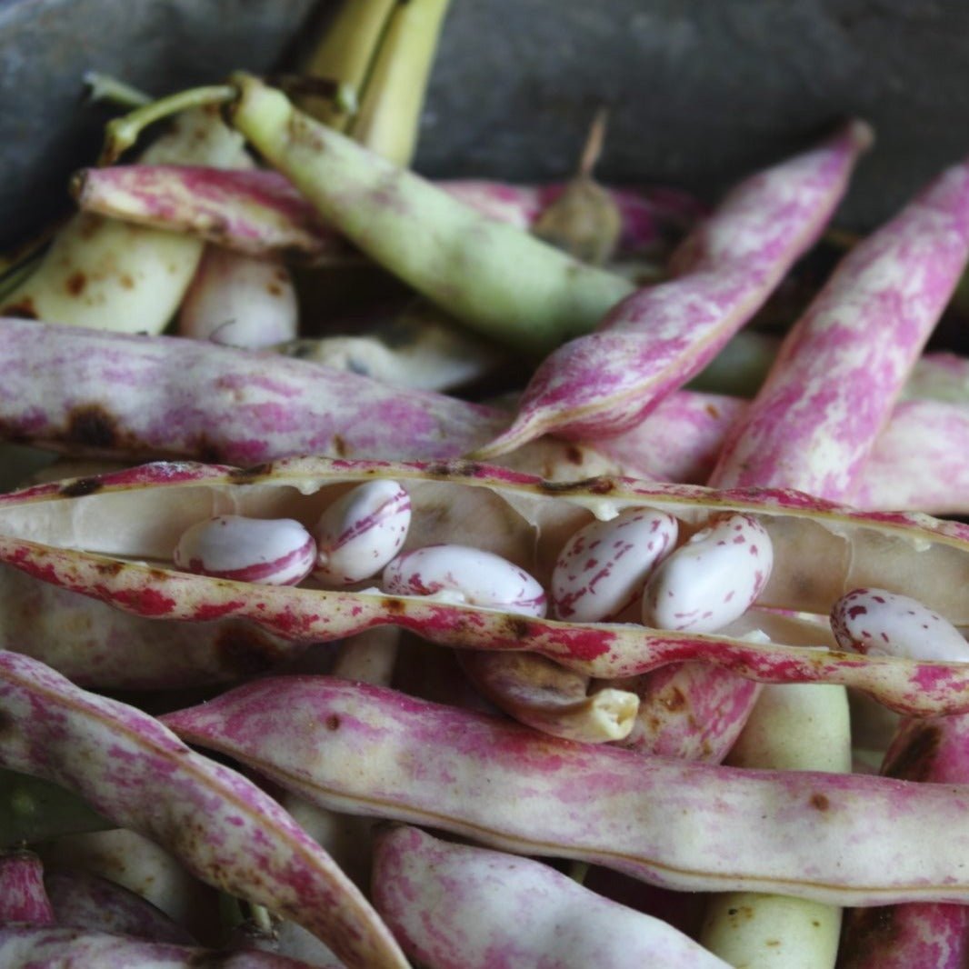 Pinto Bean (Bush) - Team Grow