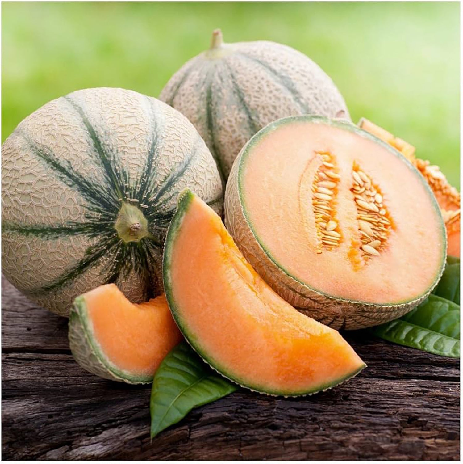 Planters Jumbo Cantaloupe - Team Grow