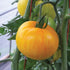 Pork Chop Tomato - Team Grow