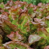 prizehead-leaf-lettuce