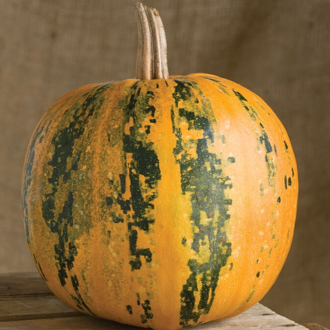 Kakai Pumpkin