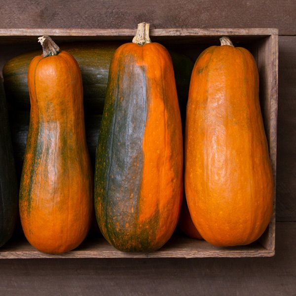 Long Pie Pumpkin