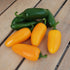Pumpkin Spice Jalapeno Pepper - Team Grow
