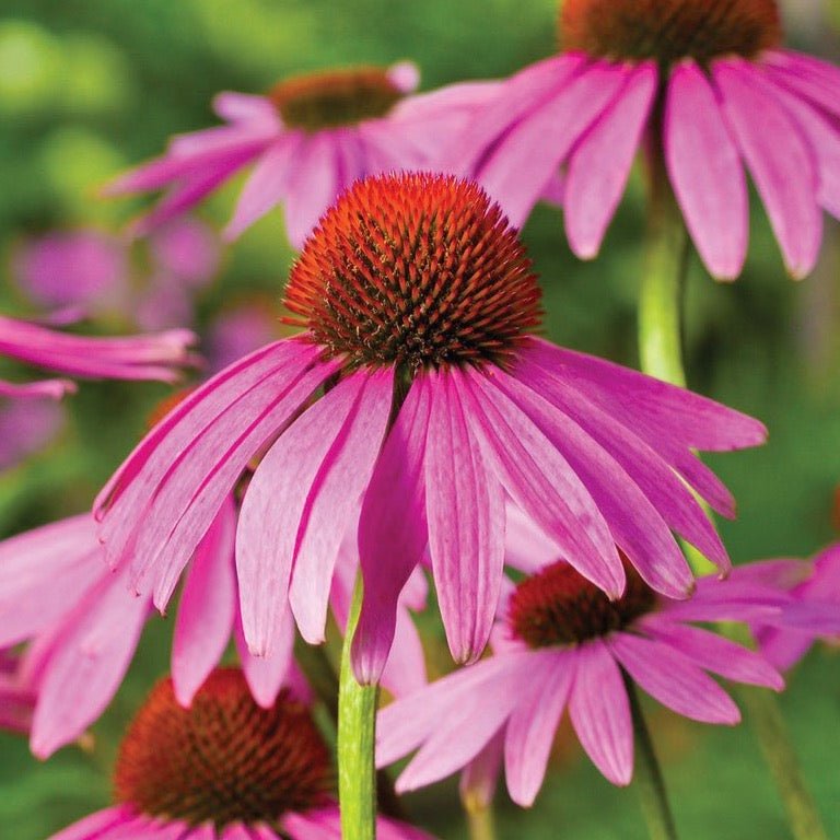 Purple Coneflower (Echinacea) - Team Grow
