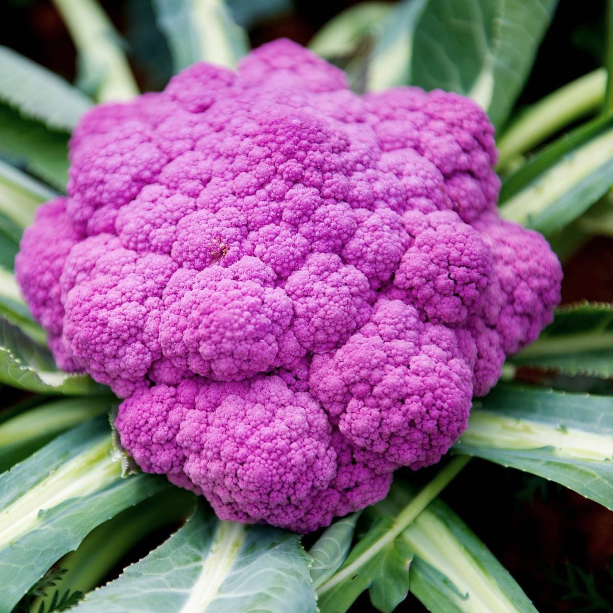 Purple of Sicily Cauliflower - Team Grow