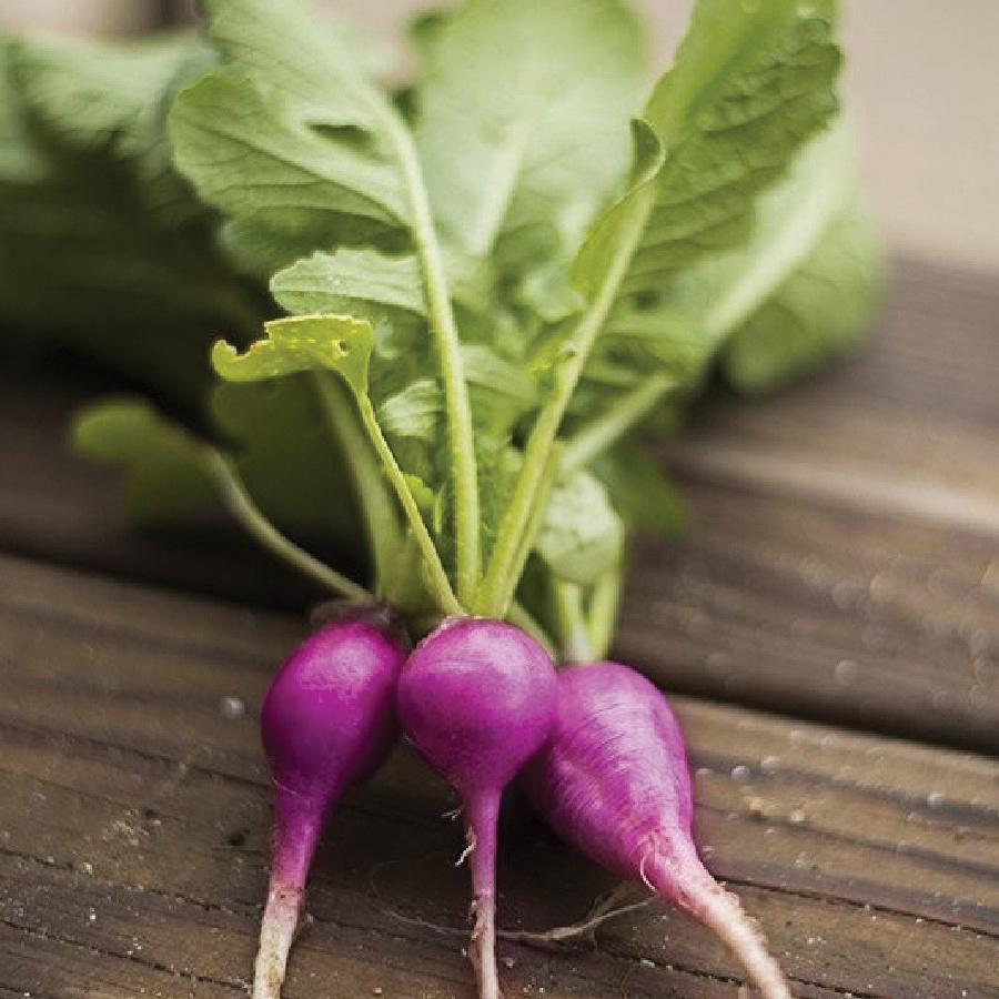 Purple Plum Radish - Team Grow