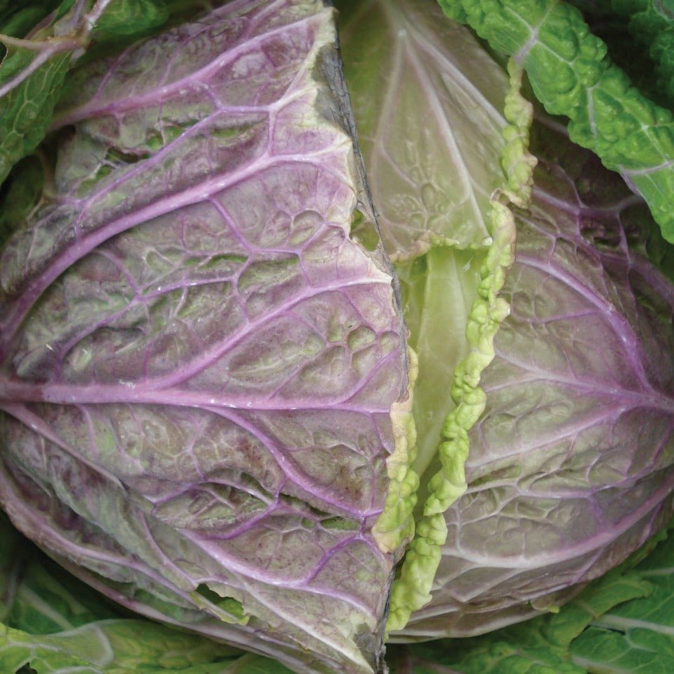 Purple Savoy Cabbage - Team Grow