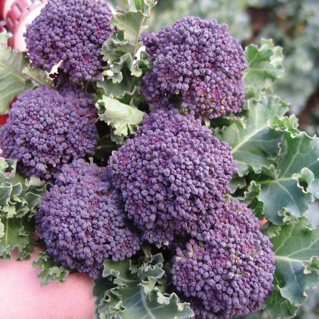 Purple Sprouting Broccoli - Team Grow