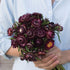 Purple Strawflower - Team Grow