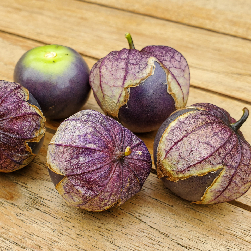 Purple Tomatillo - Team Grow