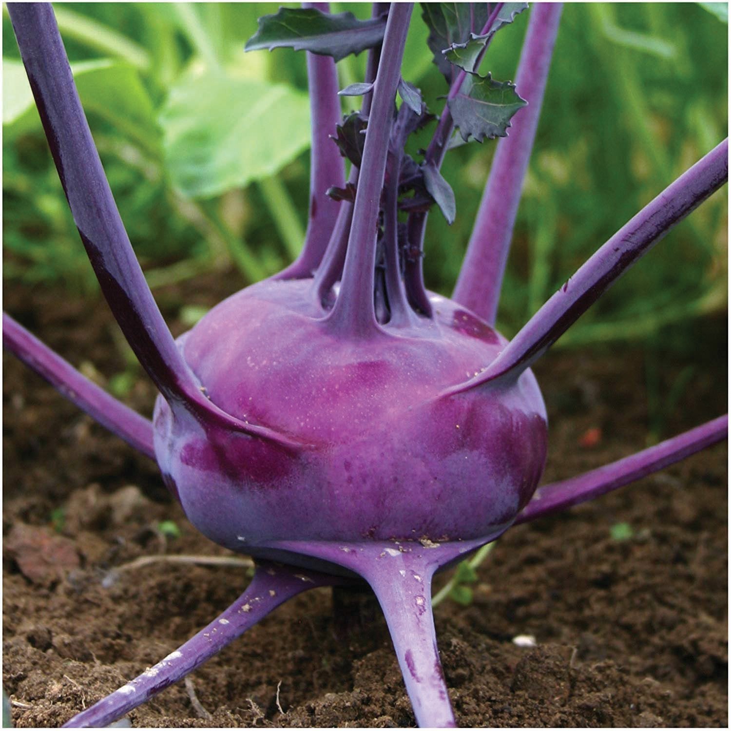 Purple Vienna Kohlrabi - Team Grow