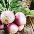 Purple White Globe Turnip - Team Grow