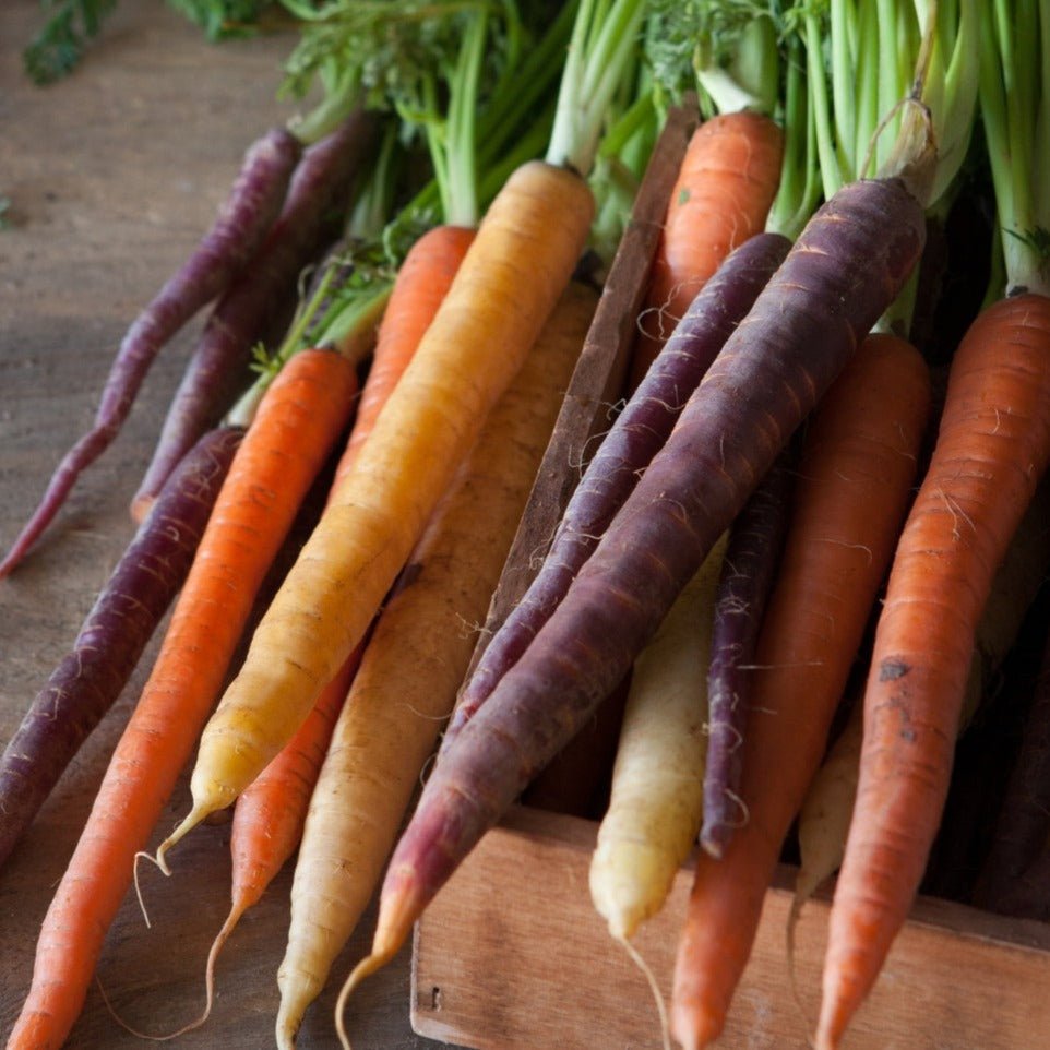 Rainbow Mix Carrot - Team Grow