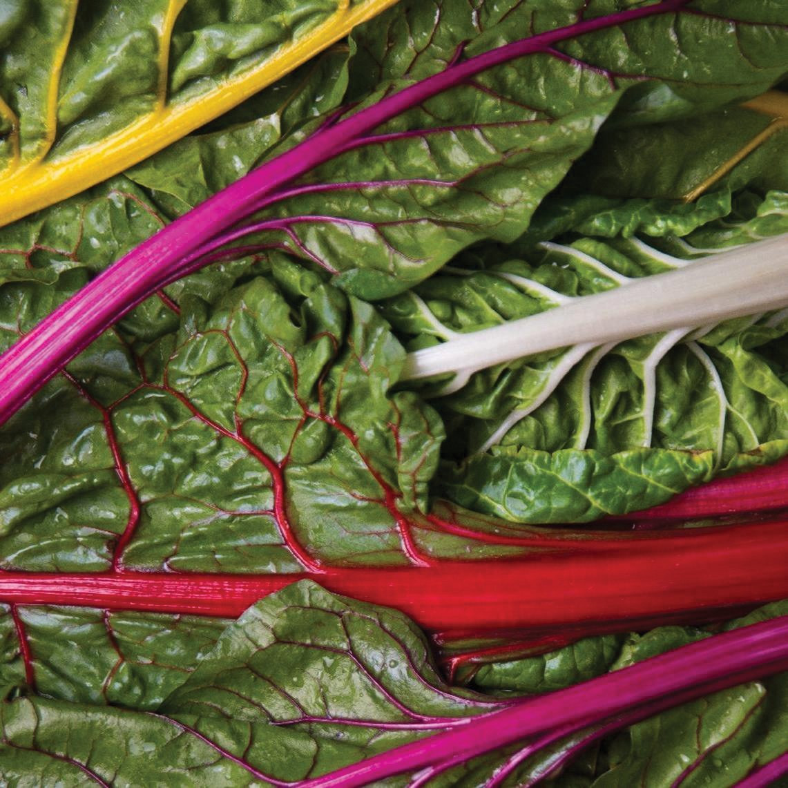 Rainbow Swiss Chard - Team Grow